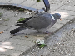 Columba palumbus