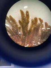 Cladostephus spongiosus