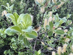 Dolichovespula albida