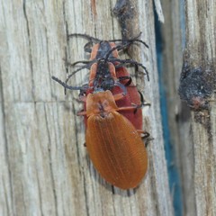 Lycus sanguinipennis