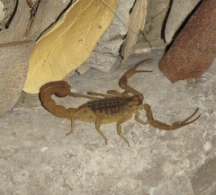 Hottentotta conspersus