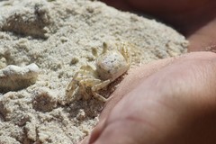 Ocypode ryderi