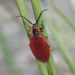 Lycus sanguinipennis