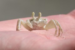 Ocypode ryderi
