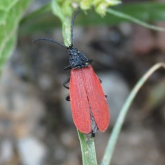 Macrolygistopterus rubripennis