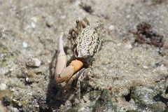 Austruca occidentalis