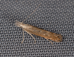 Isophrictis kefersteiniella