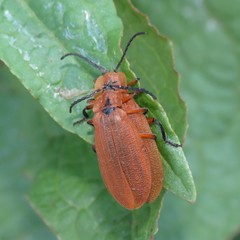 Lycus fulvellus