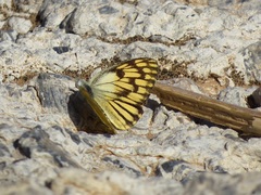 Colotis vesta mutans