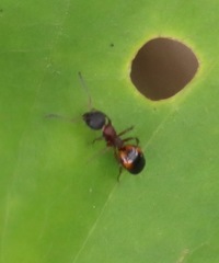 Dolichoderus plagiatus