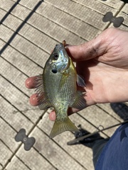 Lepomis macrochirus