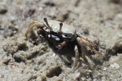 Austruca occidentalis