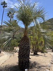 Butia capitata