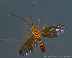 Neotheronia bicincta