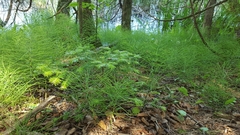 Equisetum palustre
