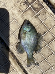Lepomis macrochirus