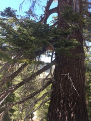 Abies magnifica magnifica