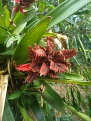 Aechmea tillandsioides