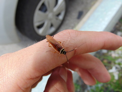 Pseudomops interceptus