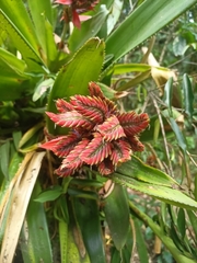 Aechmea tillandsioides
