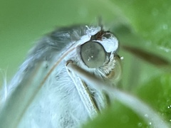Campaea perlata