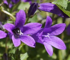 Chelostoma rapunculi