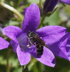 Chelostoma rapunculi