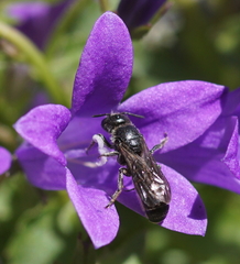 Chelostoma rapunculi