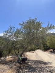 Cercocarpus traskiae