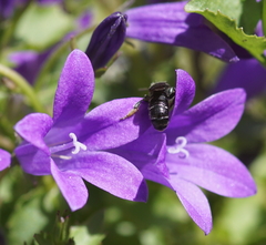 Chelostoma rapunculi