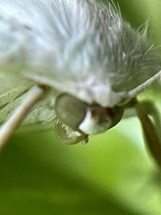 Campaea perlata