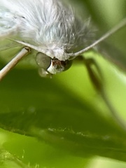Campaea perlata