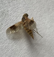 Chrysopilus quadratus