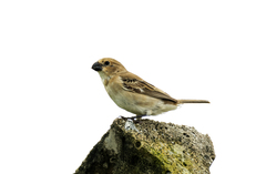 Sporophila albogularis
