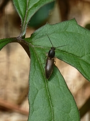 Dolerosomus silaceus