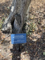 Cercocarpus traskiae