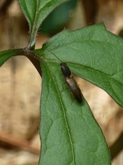 Dolerosomus silaceus