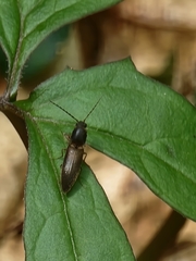 Dolerosomus silaceus