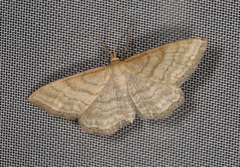 Idaea macilentaria