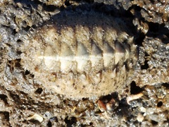 Acanthochitona fascicularis