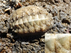 Acanthochitona fascicularis