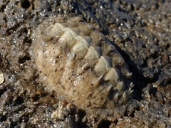 Acanthochitona fascicularis