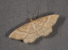 Idaea macilentaria
