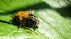 Bombus hypnorum