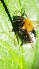 Bombus hypnorum