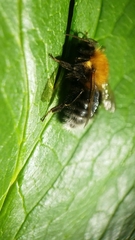 Bombus hypnorum