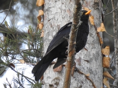 Turdus merula