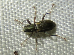 Stenelmis