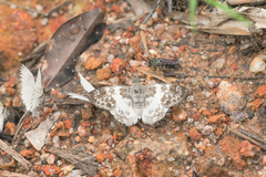Polyctor polyctor