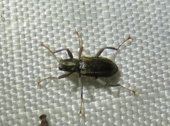 Stenelmis